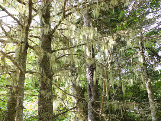 Ein Spaziergang durch den Wald - Bäume behangen mit Greisenhaar....