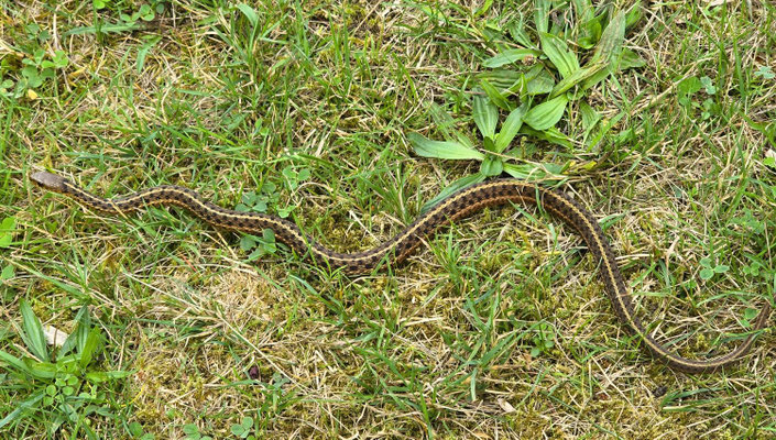 Karierte Strumpfbandnatter