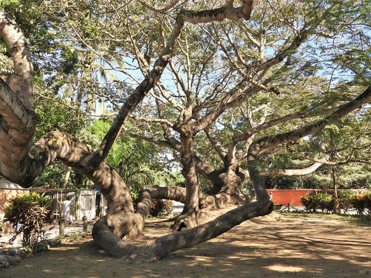 Alter Ceiba-Baum. Hier soll Hernán Cortés jeweils sein Boot festgebunden haben