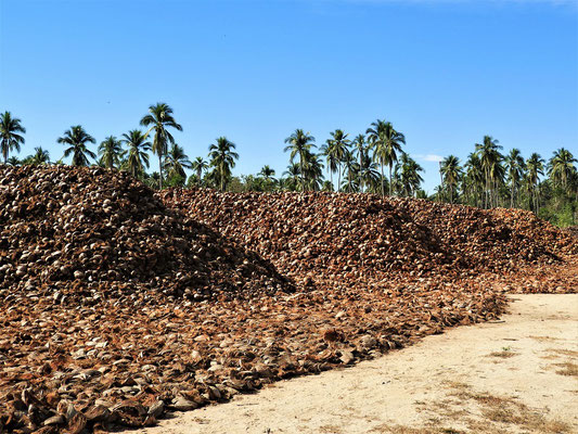 Berge von Kokosnuss-Abfällen werden als Brennmaterial weiter verwendet