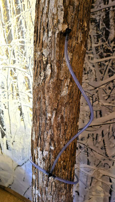 Jedes Jahr wird ein neues Loch gebohrt, der Baum schliesst das alte mit neuem Holz
