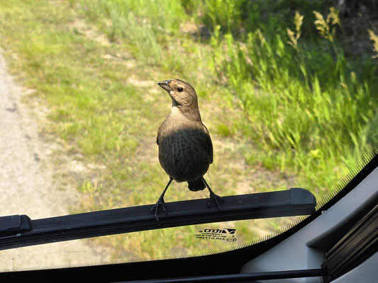 ....der sich auch mit etwas Fahrtwind nicht so einfach abwimmeln lässt ;o)