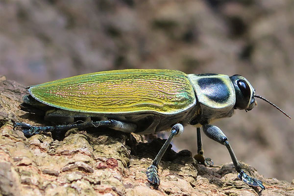 Euchroma Gigantea - dieser wunderschöne Käfer ist zwischen 5-8cm gross....