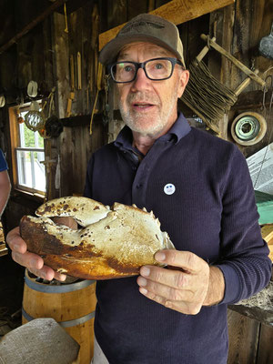 ....Prachtexemplar einer Hummer-Zange - 20 cm lang