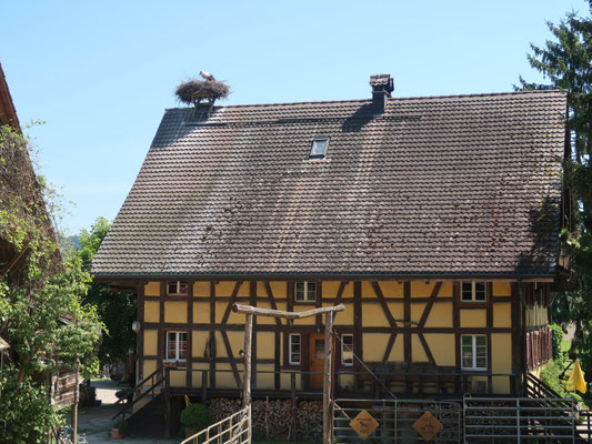 Auch der Storch fühlt sich hier wohl....