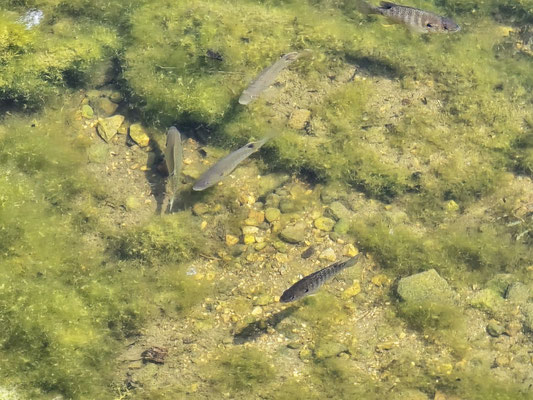 ....mit kleinen Fischen....