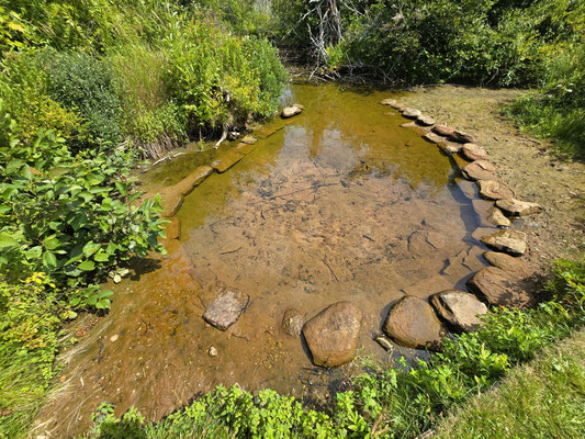 ....eine Quelle - das Grundwasser tritt aus kleinen Unterwasser-Vulkanen in den Teich 