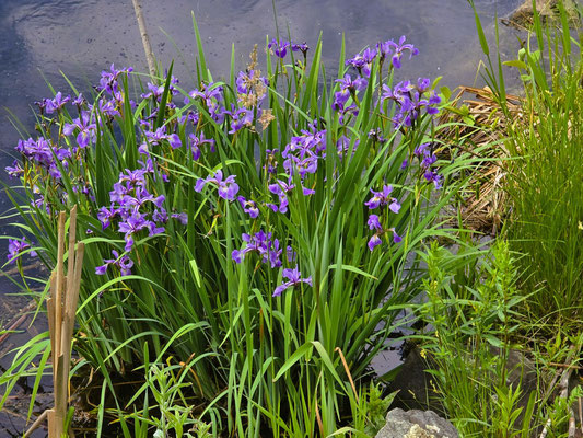 Wild wachsende Iris
