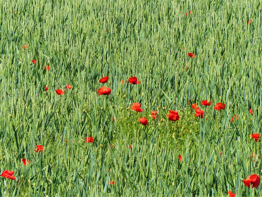 Getreidefeld mit Mohnblumen