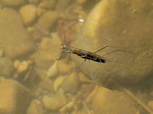 Wasserläufer bei der Paarung