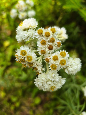 ....und Blumen....
