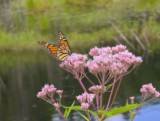 Monarch Falter