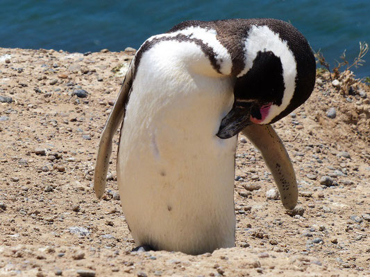 Magellan-Pinguine - völlig ohne Scheu vor Menschen