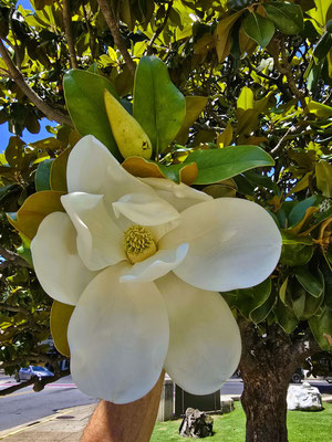 Magnolie