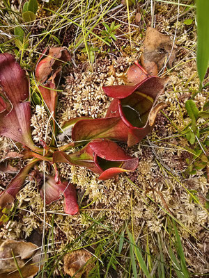 ....die in ihren Blattschläuchen Regenwasser sammelt um die Insekten zu verdauen
