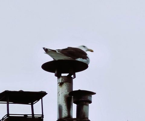 Die weiss wo es schön warm ist - Möve auf Kamin!
