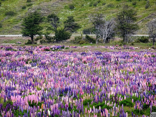 Lupinen-Felder....