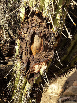 Das Innenleben eines Kaktus - ein harter hölzerner Kern