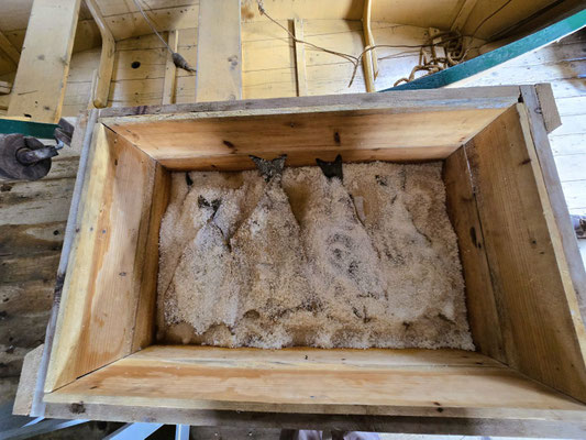 ....und in Salz haltbar gemacht