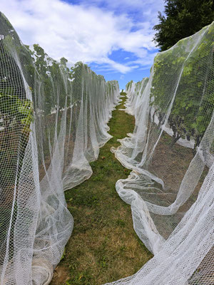 Schutz vor den Vögeln....