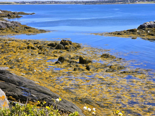 ....Seegras in Hülle und Fülle - wird eingesammelt und zu Bindemittel für Salatsaucen, Pudding, Schoggimilch, etc. verarbeitet