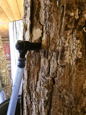 Ein Zucker-Ahornbaum wird angebohrt und ans Schlauchsystem angeschlossen