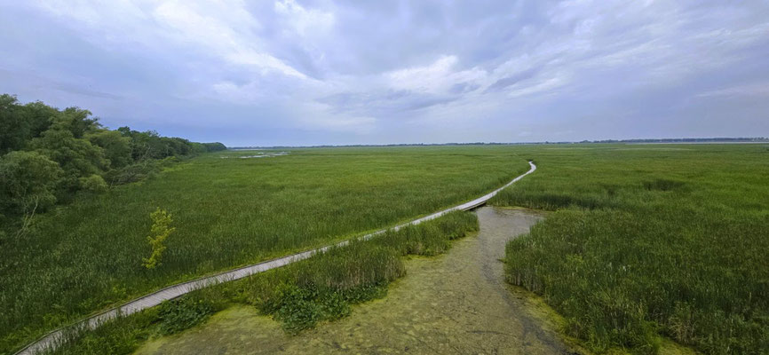 Die grössten Süsswassersümpfe der Grossen Seen....