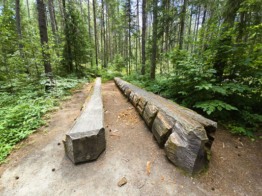Die grösseren Baumstämme wurden vor Ort bearbeitet