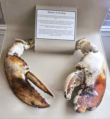 Scheren eines 20 kg schweren Hummers. Geschätztes Alter 163 Jahre !