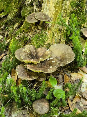 ....Pilze....