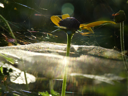 aus der Serie "Flowers and Plants"