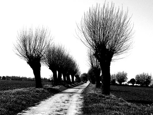 Frank Ifang "Bubi-Kopf-Allee" Serie Reduzierte Landschaft, 2018 Digitalprint auf Leinwand Bei der Serie „Reduzierte Landschaft“ werden Landschaftsansichten auf ein Minimum beschränkt. Der Betrachter erkennt trotzdem das Wesentliche. Mitunter stellt sich e