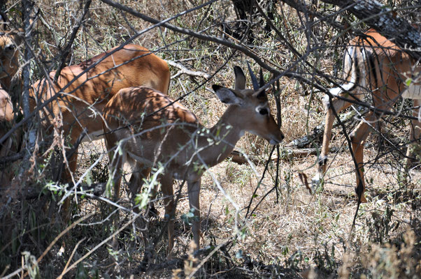 Impalas