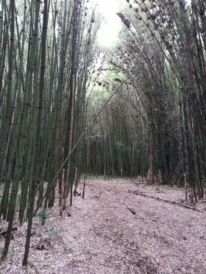 la forêt de bambous