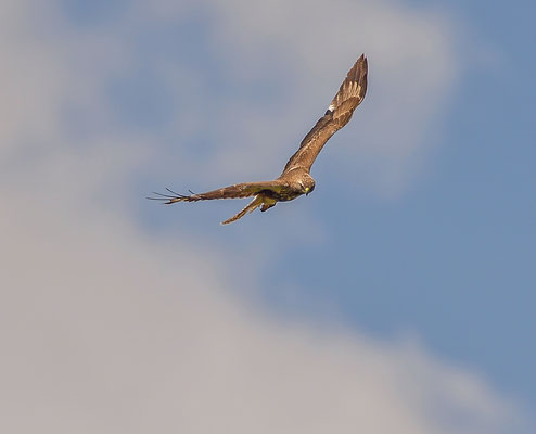 Schwarzmilan ( Milvus migrans ) - Black Kite