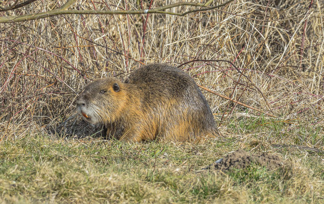 Nutria