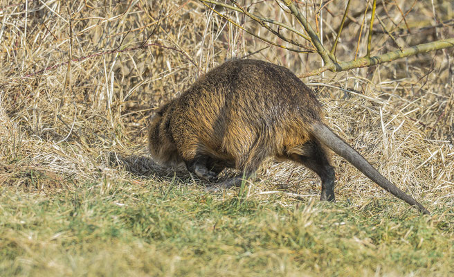 Nutria beim Abzug in ihren Bau