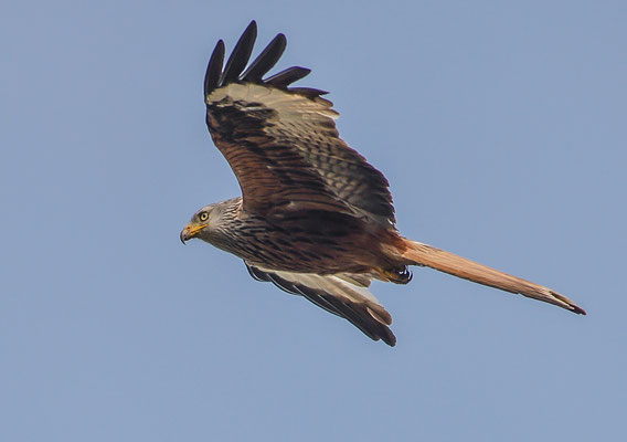 Rotmilan ( Milvus milvus ) - Red Kite