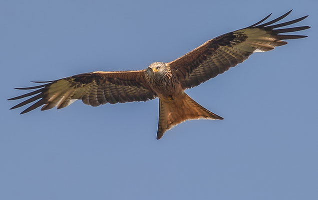 Rotmilan ( Milvus milvus ) - Red Kite