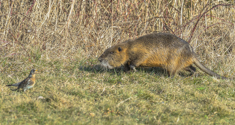 Nutria bei Annäherung an eine Wacholderdrossel