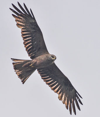 Schwarzmilan ( Milvus migrans ) - Black Kite