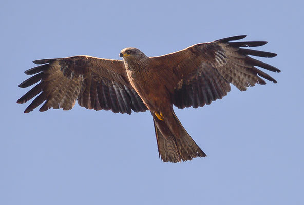 Schwarzmilan ( Milvus migrans )- Black Kite