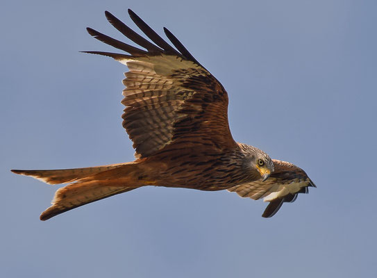 Rotmilan ( Milvus milvus ) - Red Kite