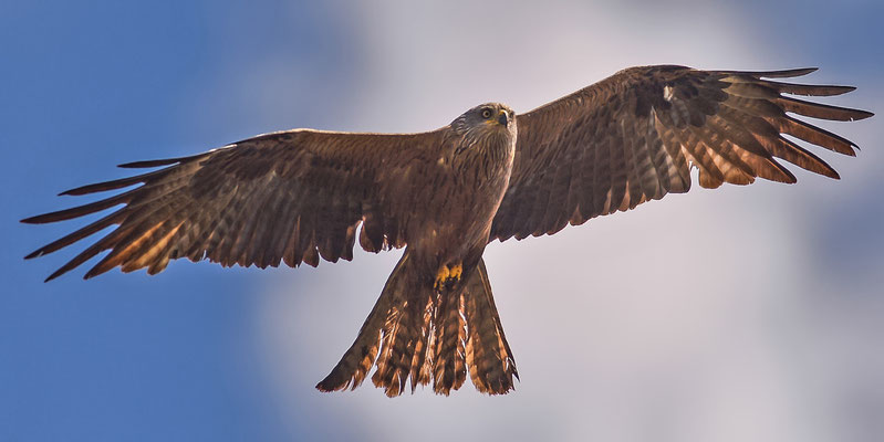 Schwarzmilan ( Milvus migrans ) - Black Kite 