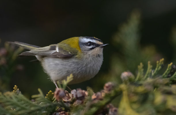 Sommergoldhähnchen