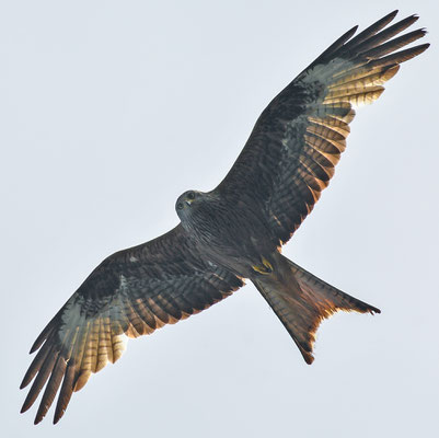 Rotmilan ( Milvus milvus )- Red Kite