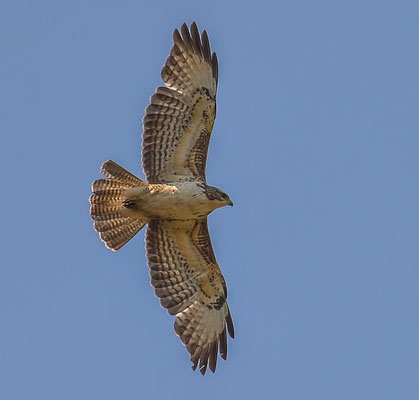 Mäusebussard ( Buteo buteo ) - Common Buzzard