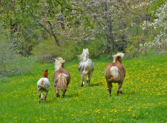 Haflinger (Rohr, Zeneggen)