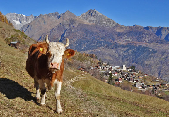 Simmentaler Kuh (Fleckvieh)