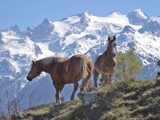 Haflinger posieren vor Mischabelgruppe (Stadelachra, Zeneggen)